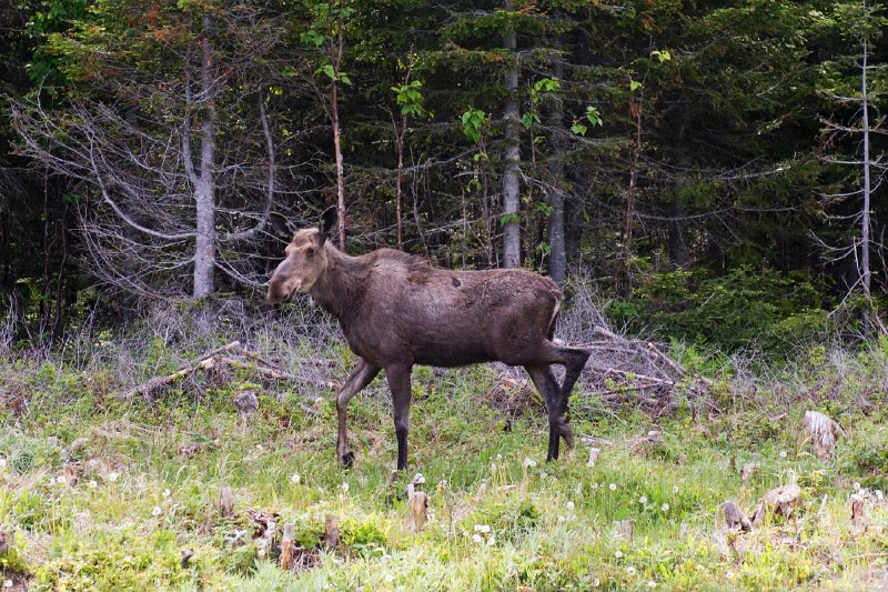 2005-06-22 162623 D2X 4200X2800.jpg - Moose, Northern Newfoundland